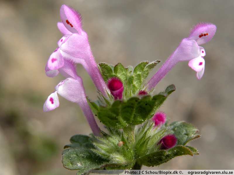 Mjukplister (L. ampelxicaule). Blommor.